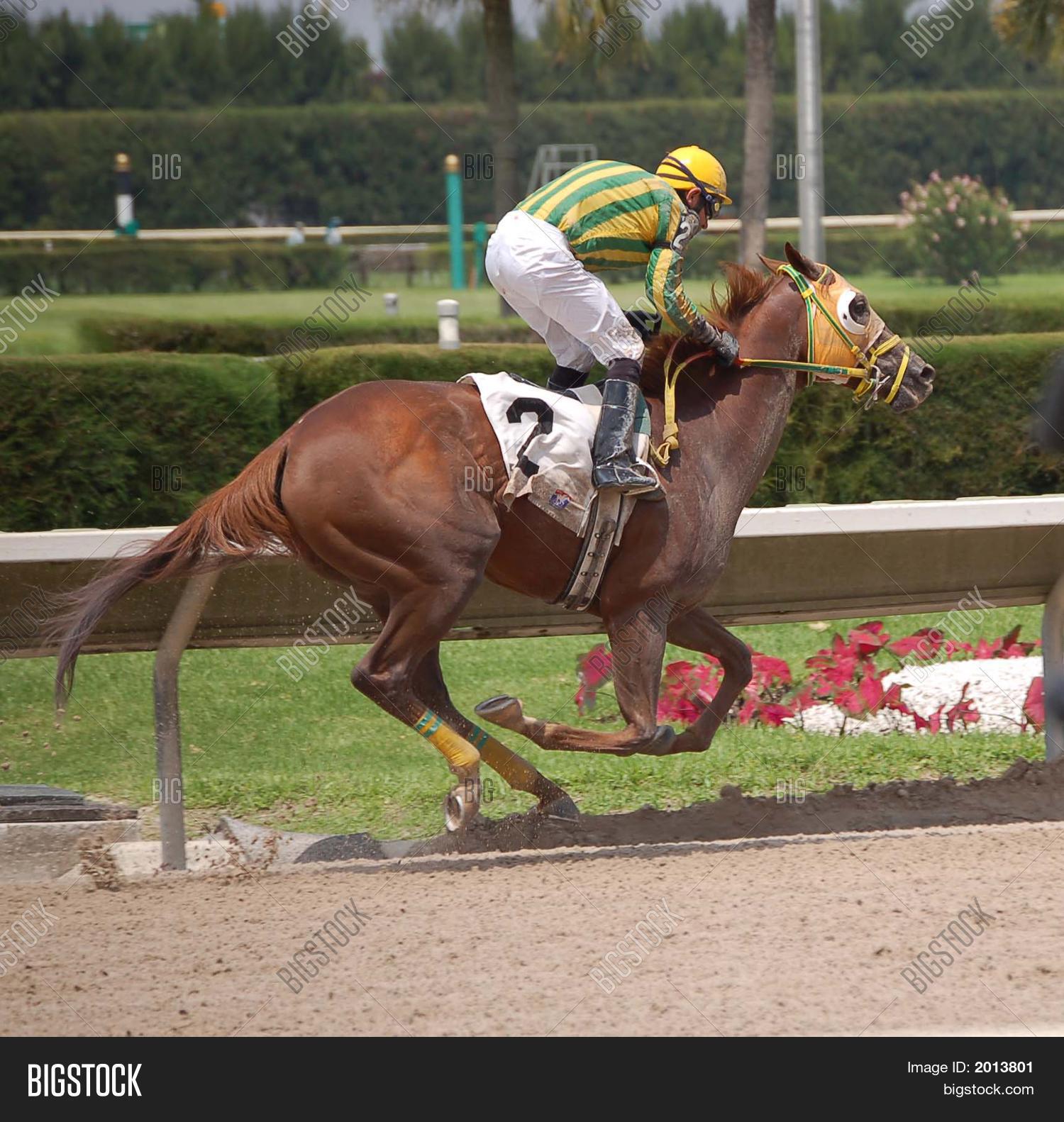 Race Horse Lead Image & Photo (Free Trial) Bigstock