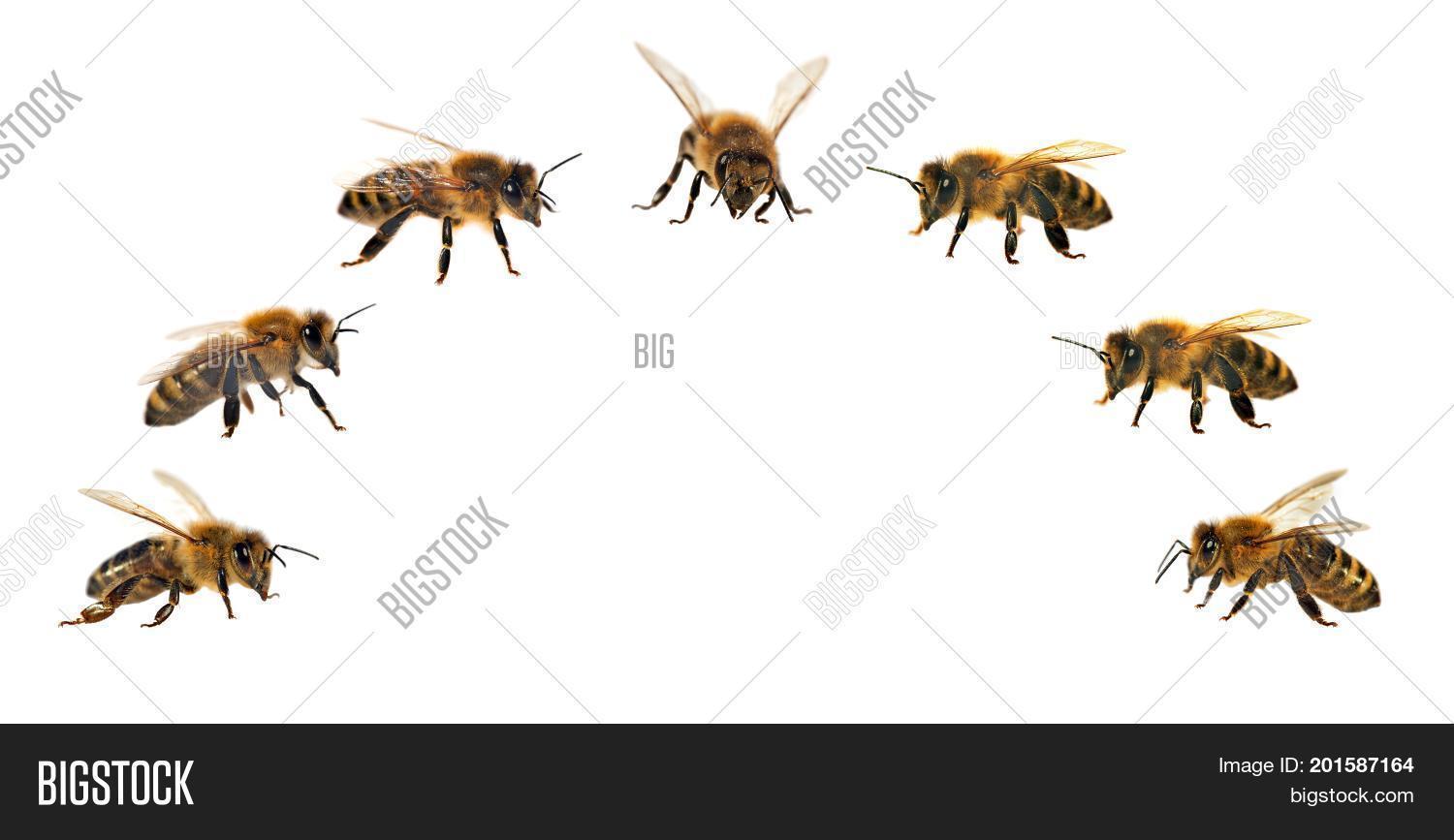 Group Bee Honeybee Image & Photo (Free Trial) | Bigstock