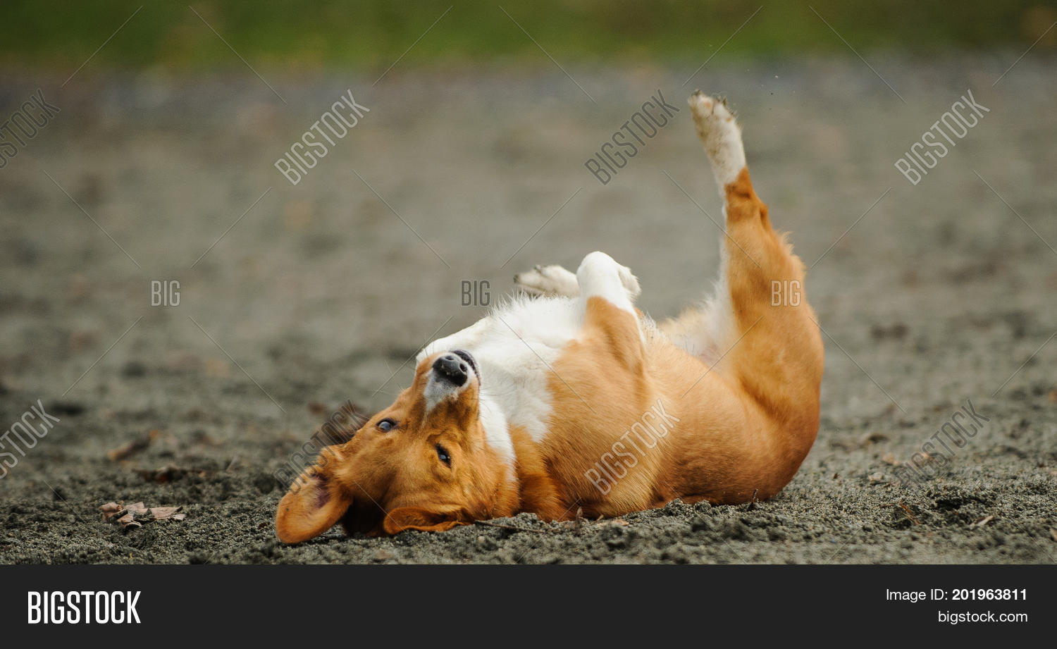 dog rolling in dirt