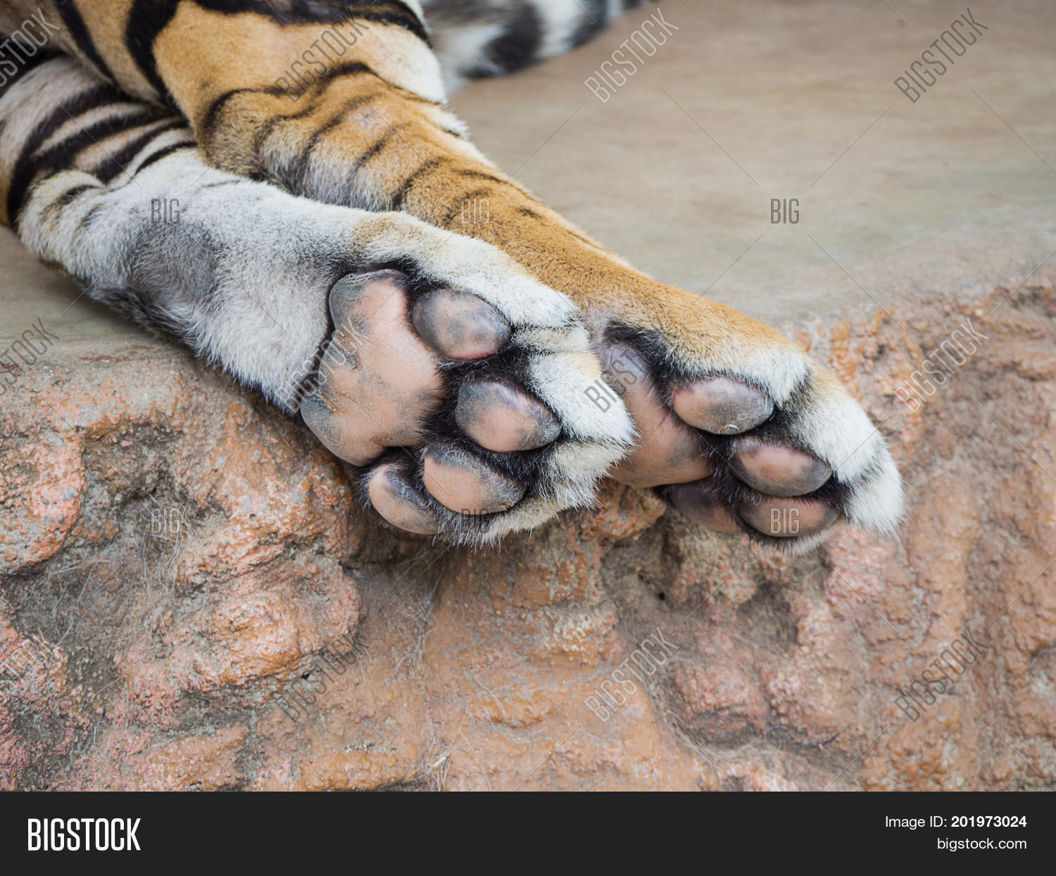 Close Tiger Foot Image Photo Free Trial Bigstock