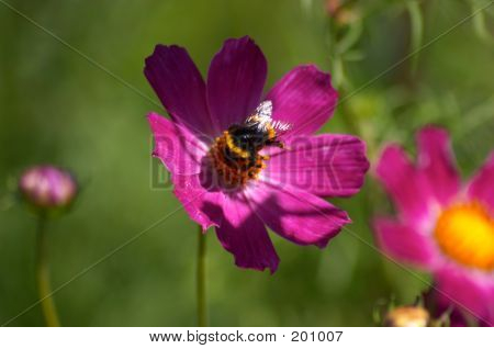 Flower With Bumblebee
