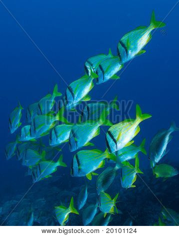 Porkfish