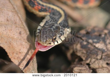 Zlobí červená stranný Thamnophis