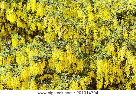 A tree with a lush blossoming yellow acacia in a city park