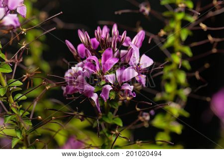 Flower of the spider plant Cleome spinosa.