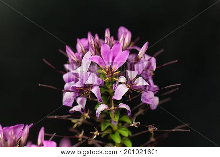 Flower of the spider plant Cleome spinosa.