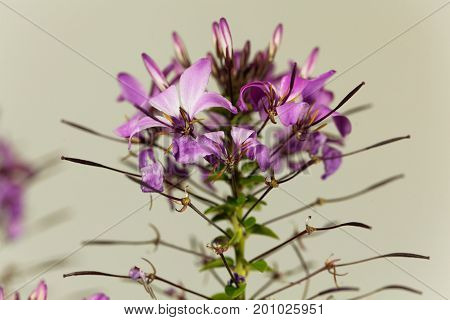 Flower of the spider plant Cleome spinosa.