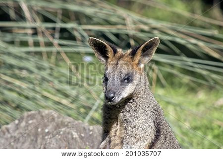 this is a close up of a swamp wallaby