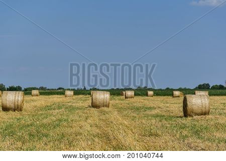 Round bales of straw on cut grain field. Round straw bales in harvested fields and blue sky with clouds. Round bales of hay left in the field after harvesting.