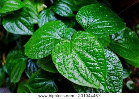 Green Leaves Background And Texture, Wildbetalleafbush, Piper Sarmentosum Roxb