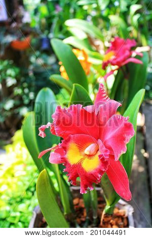 Beautiful red orchids in the garden behind the house.