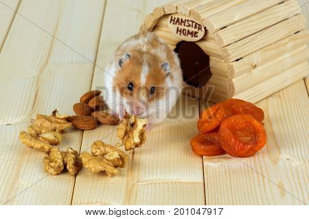 A hamster close-up eats a walnut from his wooden house.
