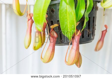 carnivorous animal eat plant. Tropical pitcher plants and monkey cups