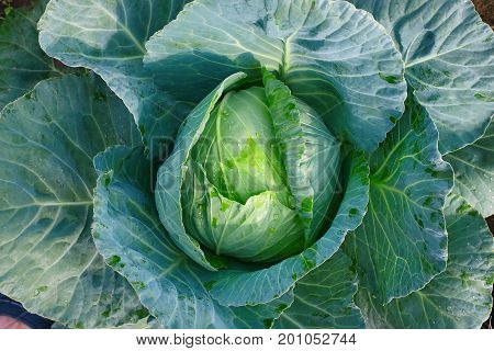 Cabbage Closeup. Landscape View Of Freshly Growing Cabbage Field, Chinese Cabbage Of Plant, Freshly