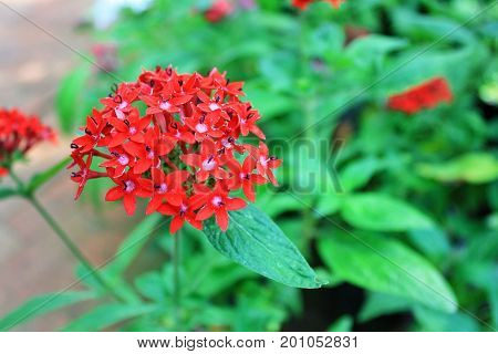 Spike flower, Close up group of red flower spike red leaves.