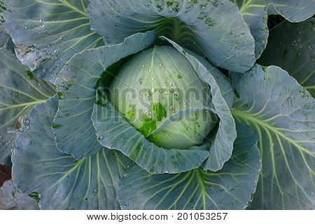 Cabbage Closeup. Landscape View Of Freshly Growing Cabbage Field, Chinese Cabbage Of Plant, Freshly
