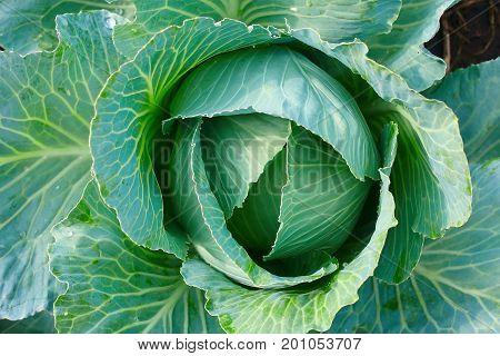 Green Cabbage Grows In The Garden, Green Leaves Of Cabbage, Leaves In Raindrops, Morning Dew
