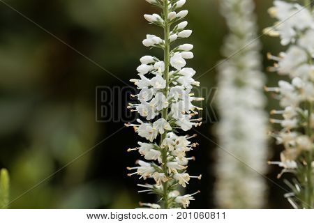 Macro photo of white garden speedwell flowers (Veronica longifolia).