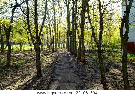 shadows from trees in the spring at the sidewalk, district Teply Stan