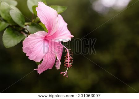 Pink Hibiscus flower (Hibiscus rosa sinensis) on the branch have blurred and bokeh in background. Selective focus.