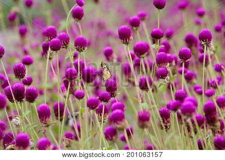 Amaranth (Comphrena globosa) and butterfly in the garden with nature blurred background. Selective focus.