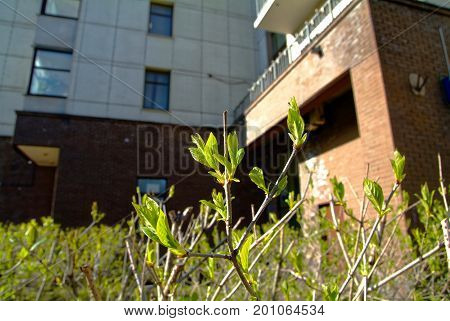 the leaves of the bushes under house Windows in the spring, district Teply Stan