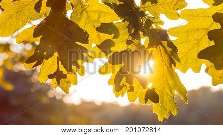 Shape of yellow oak tree leaves in warm sun light. Backlit flares through the foliage.