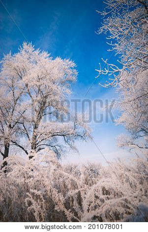 Winter Landscape