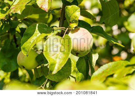 Apple tree branch with apples. Harvest in the garden