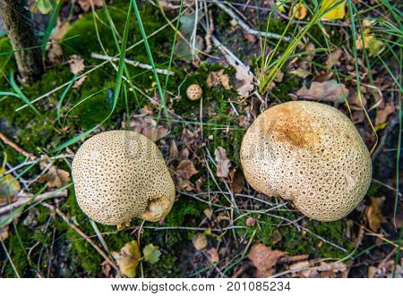 Closeup of common earthballs growing in a dark place in the forest as seen from above.