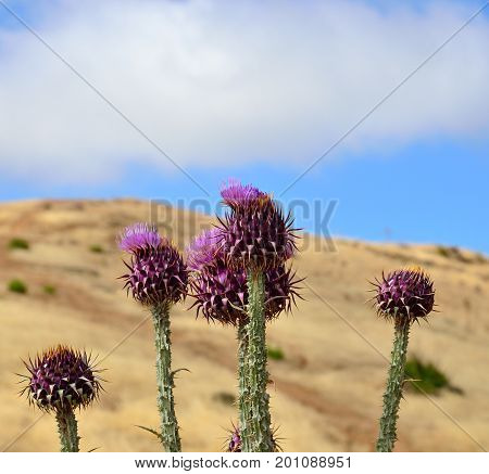 Wild thistles in full bloom, endemic wild plant of Gran canaria island