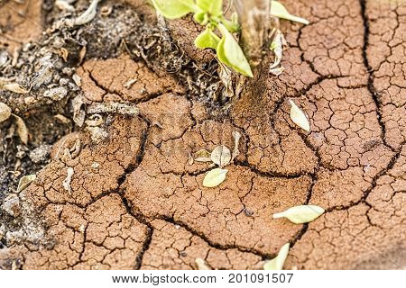 Macro shot of dry carcked soil. Top view