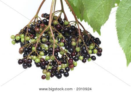 Бузины на белом фоне