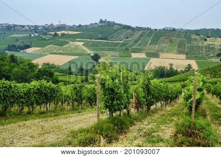 Rural landscape at summertime along the road from Ganaghello to Vicobarone (Piacenza Emilia Romagna Italy) in the Tidone valley. Vineyards
