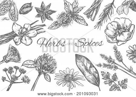 Herbs and Spices vector template. Frame in sketch style. Hand drawn illustration