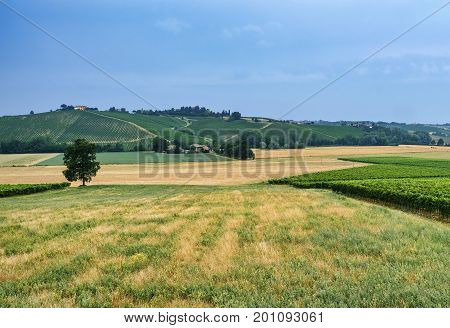 Rural landscape at summertime along the road from Ganaghello to Vicobarone (Piacenza Emilia Romagna Italy) in the Tidone valley. Vineyards