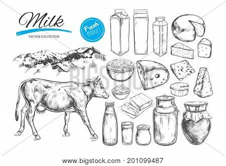 Dairy products vector collection. Cow milk products cheese butter sour cream curd yogurt. Farm foods. Farm landscape with cow. Hand drawn illustration. Isolated objects on white