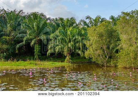 Palm Oil Plantation In Asia. Rural Thailand