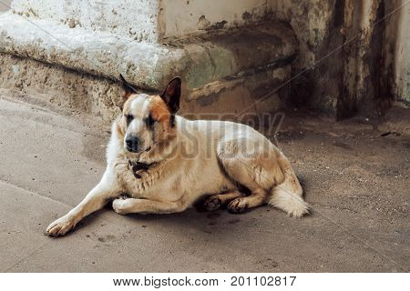 the image lonely dog lying on the pavement