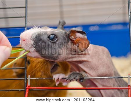 Funny skinny guinea pig baby looking out of a cage and taking green grass from a human hand (against the background of another pig) selective focus on the guinea pig eye