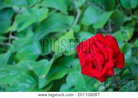 Beautiful red rose with green background in spring.