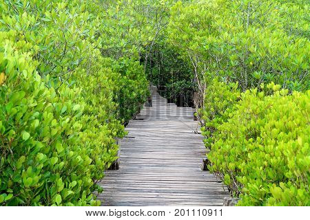 Long wooden path among vibrant green Indian Mangrove or Spurred Mangrove forest of Rayong province, Thailand
