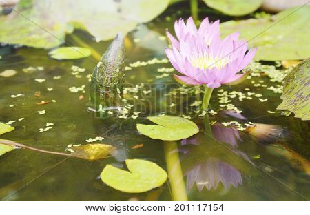 purple lotus water lily flower and reflection blooming in water