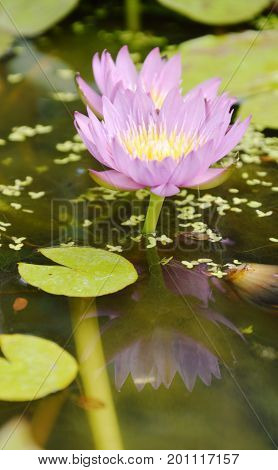 purple lotus water lily flower and reflection blooming in water