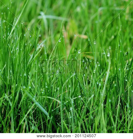background of dew drops on bright green grass