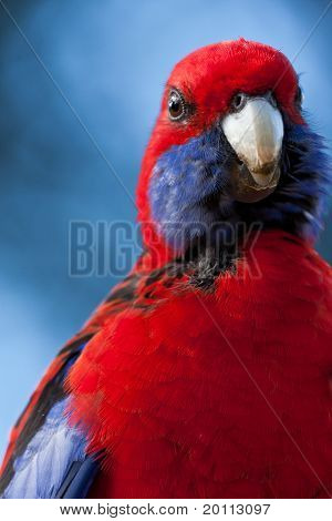 Kırmızı yassıkuyruk