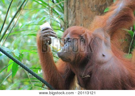 orang utan borneo