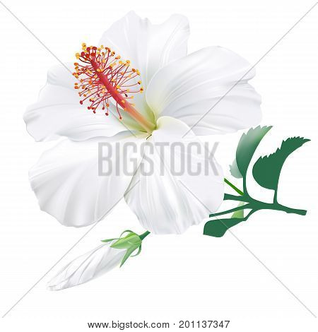 Hibiscusl