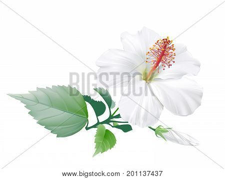 Hibiscusbr