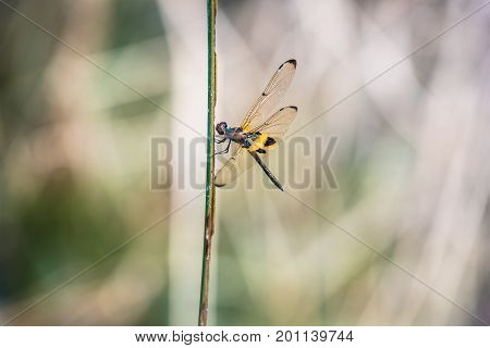Dragonfly resting on a branch. Rhyothemis phyllis phyllis